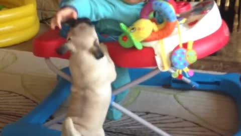 Baby boy captivated by pug puppy