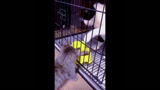 FUNNY ANIMAL PET VIDEO - FUNNY PETS Clips oF the week 1 of 2