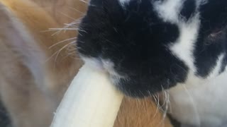 Cookie loves bananas 🥰🍌