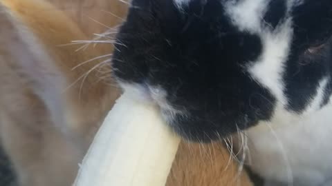 Cookie loves bananas 🥰🍌