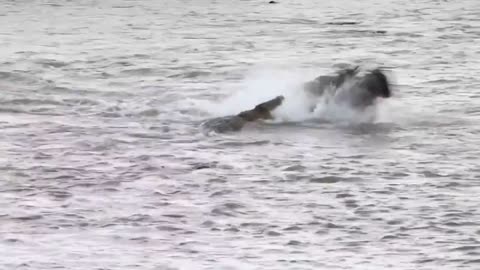 crocodile attacking wild beats on river crossing