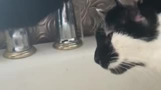 Cat drinks from kitchen tap