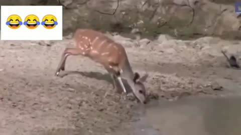 FUNNIEST ANIMALS😂-Best compilation funny animal videos