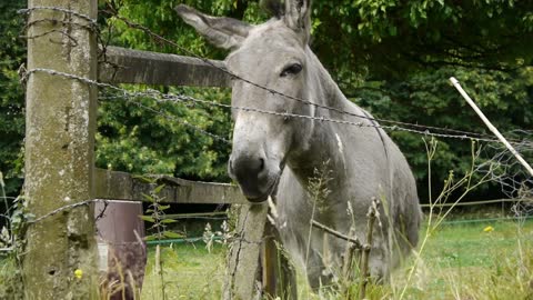 donkey at a little french village