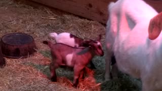Kuntry Livin Farm - Baby Goats