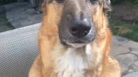 Funny animals Reaction