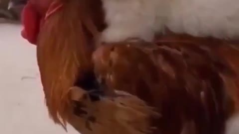 Dog RIDES Chicken | Funny Dog Rides a clueless Chicken