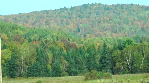 Fall Foliage