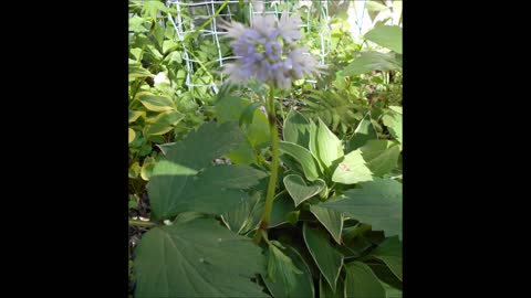 Find Delight Waterleaf Plant