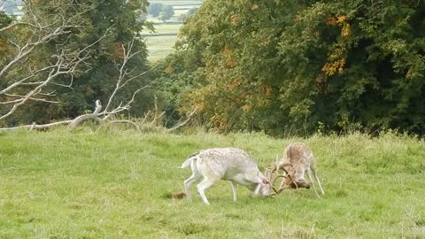 Bucks rutting Dyrham Park