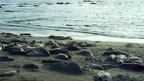 Seals on the beach Monterey Bay