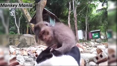 Funniest monkey.... with cat