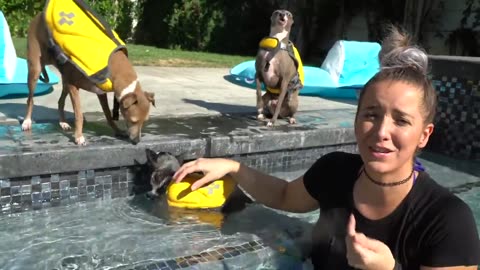 Dog swim training video