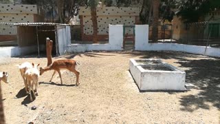 Male African Deer Takes Care Of Family