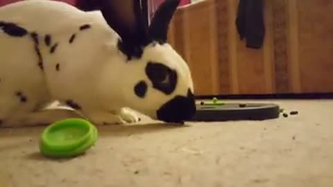 Bunny gets frustrated with feeder, totally smashes it