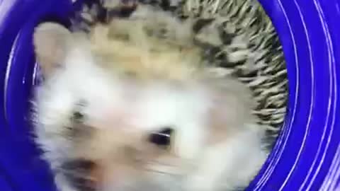 Cute Hedgehog Waking Up - Pet African pygmy hedgehog