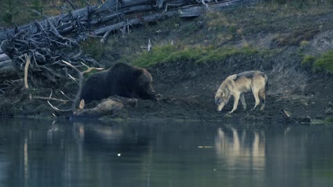 Grizzly Lazily Fends off Its Meal from a Wolf