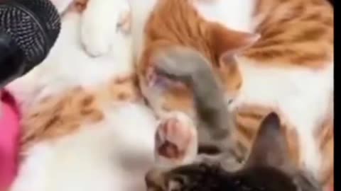 Cat Funny video2023