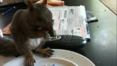 The real Rocky the Squirrel