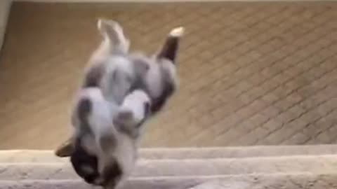 cute dog cant walk down the stairs and falls down