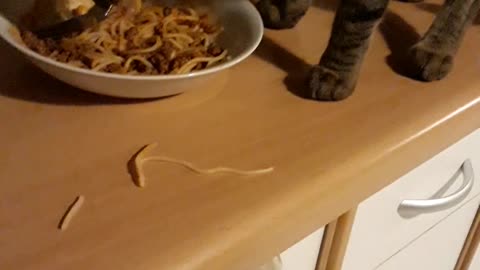 Adorable kitten fasinated over spaghetti