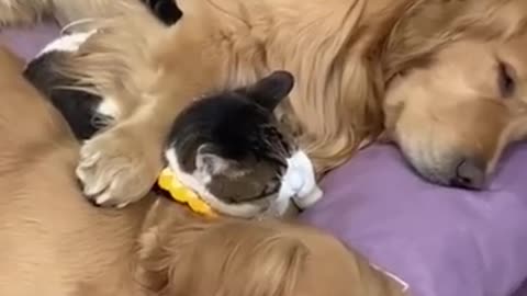 Cute cats and dogs best friends