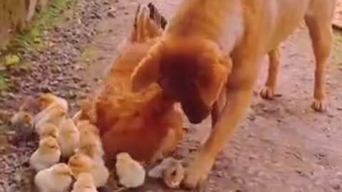 Adorable puppy loving chickens !amazing