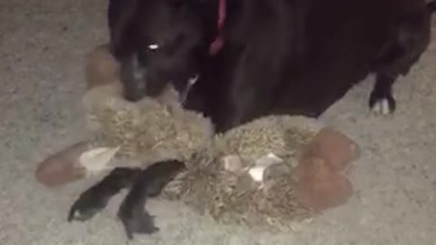 Black dog stops playing attacks owners hand