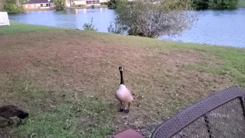 A baby Canadian Goose and Mommy came by.