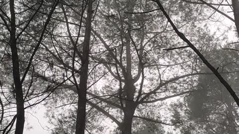 enjoy fog in a rainforest while camping