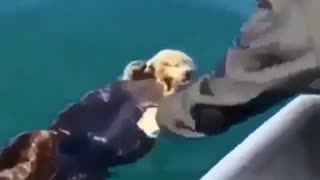 Ferret animal in sea next to boat