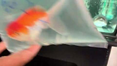 Battle between Pufferfish vs Cat Fish vs Pet Goldfish