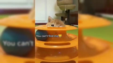 Funny Cats 2021☺ Cute Cat and Kitten Videos Compilation 🐱 Try Not to Laugh!