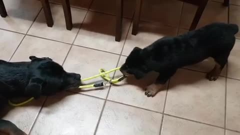 Rottweiler doing what they do best...
