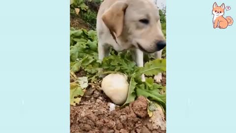 El perrito que le gusta la música