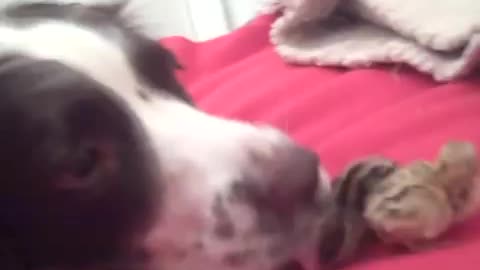 Loving dog welcomes newborn baby quails