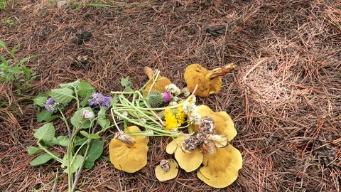 Foraging in Llaullipata, Cusco