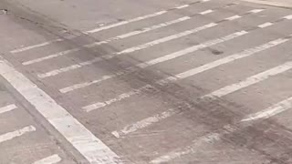 Doggy Balances on Owner's Bike during Ride