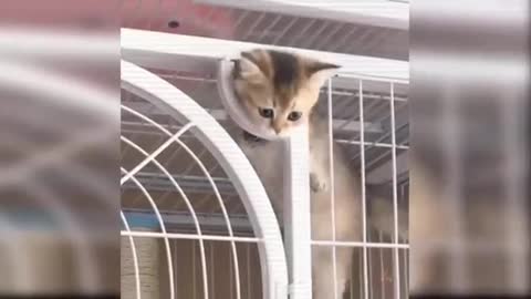 cat finds out that his owner is going to go out and see what he does.