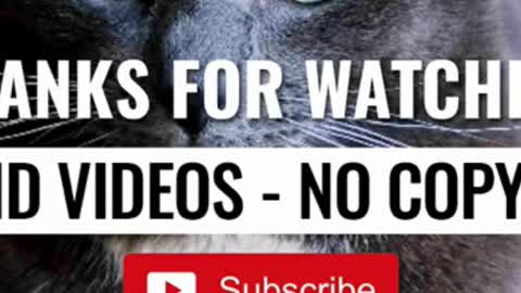 funny cat videos