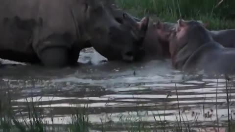 Title: "🦏🚫💥 Rhino's Last Stand: Incredible Moment Horn Saves Him from Fierce Hippo Attack! 🦛🔥"
