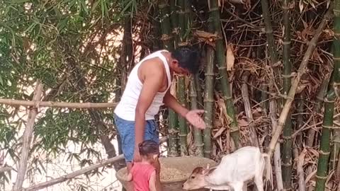 Cute baby palying with cow baby😘😘