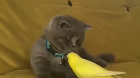 Cute cat playing with parrot very funny
