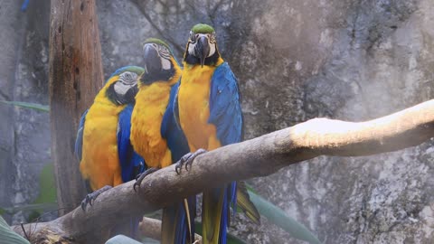 Three macaws exotic birds