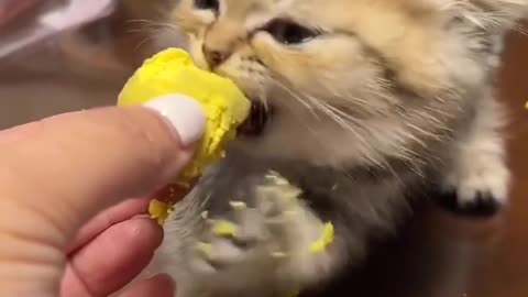 cute cat eats egg