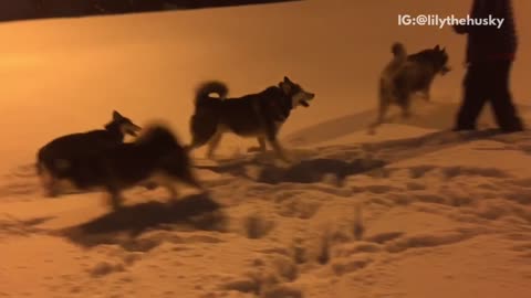 Husky dogs enjoying playing in the snow at night