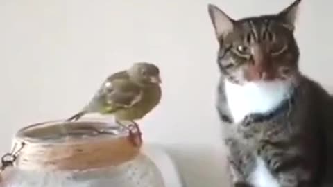 Funny Cat Videos Funny Animal Funny Cat Funny Animals