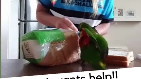 Parrot wants help making breakfast🐦 funny birds videos talking | talking birds videos parrots funny