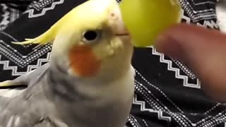 Silly bird tries to communicate with a grape
