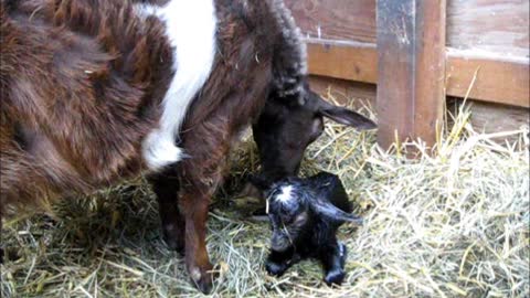 Miniature Silky Fainting Goat Gives Birth For First Time